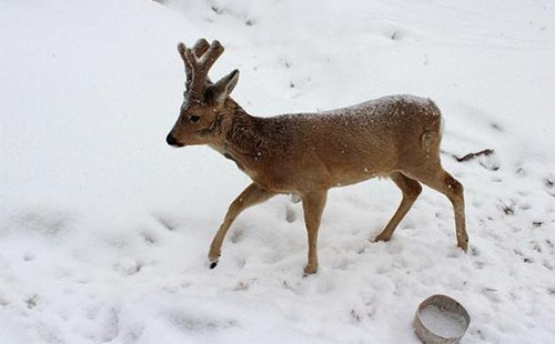 双峰林场有什么好玩的 雪乡双峰林场游玩攻略