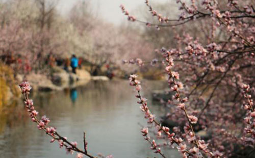 2018北京植物园桃花节门票价格+时间+地点