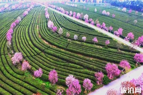 2019樱花节凤凰沟景区年票预约方式