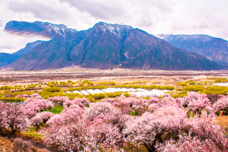 五一去林芝还有桃花吗 2019年林芝墨脱地震影响旅行吗