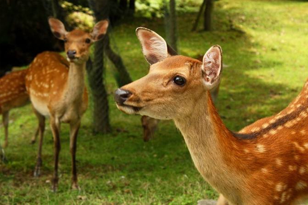日本奈良小鹿在哪里 日本奈良鹿介绍