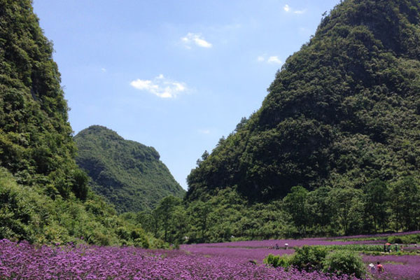 荔波香草园