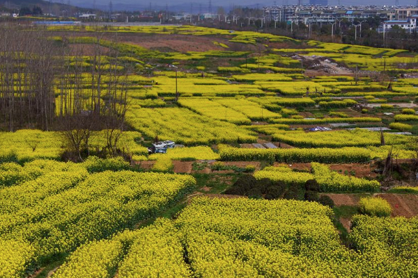 2021南京油菜花哪里开的好 南京油菜花观赏地