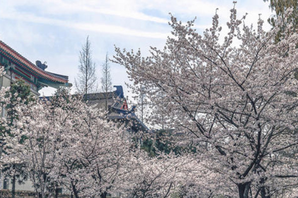 2021年南京鸡鸣寺樱花什么时候开 鸡鸣寺樱花几月到几月