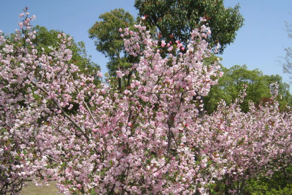 2021上海樱花节赏花地点 五大赏樱区推荐