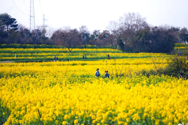 南京油菜花景点 市内油菜花观赏地点汇总