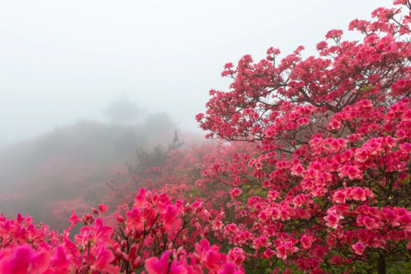 温州杜鹃花什么时候开花 2021温州杜鹃花哪里最出名