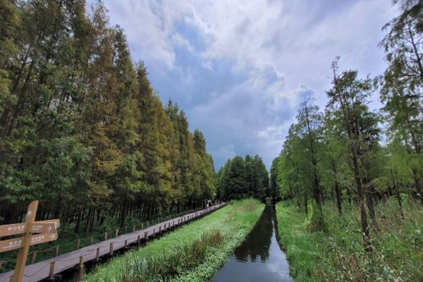 大莲湖湿地