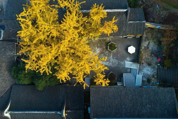 苏州赏银杏寺庙有哪些