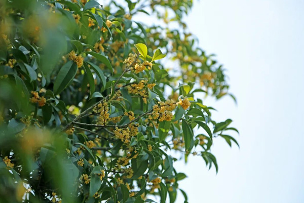 桂林哪里有桂花