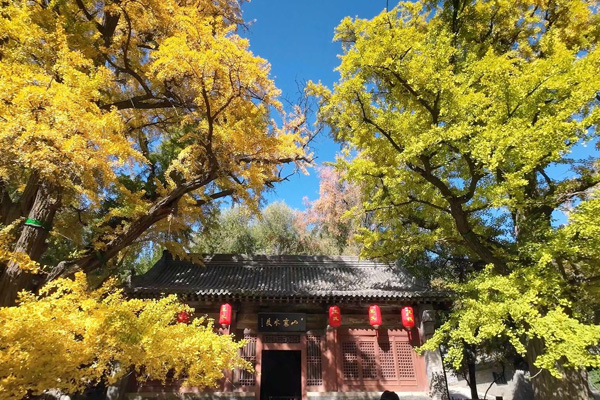 太原银杏树风景在哪看